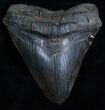 Extremely Wide Megalodon Tooth #5726-2